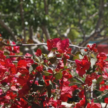 Les Jardins De Santa Giulia - Charmante chambre dhte 2-3